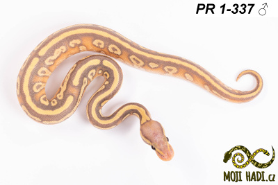 hadi na prodej, mládě, český chov hadů, odchov hadů, mojihadi.cz, Python regius, ballpython, krajta královská, banana, mojave, het Clown